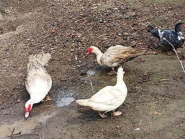 pekin ördək: Salam qara tek erkey 40 manat ag erkey 30 mat ag disiler 20 manat isde — 2