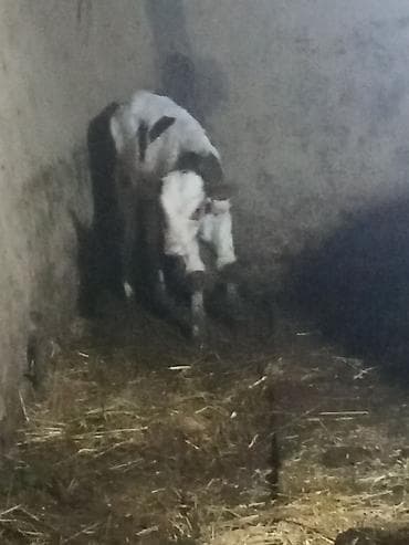 Коровы, быки: Birc qarin dügedi ciddi şexsler zeng vursun — 3