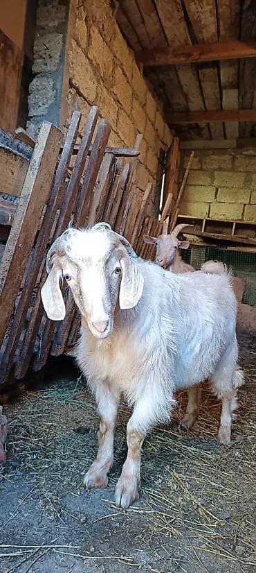 qala cinsi qoyun satilir: Erkək, Zanen, il: 2, 50 kq, Damazlıq — 7