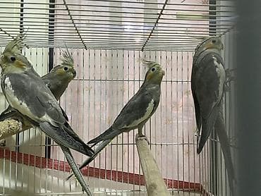 pitbull satisi: Salam Korella tutuquşuları satılır Baladılar hardasa 3-4 aylığdılar öz — 9