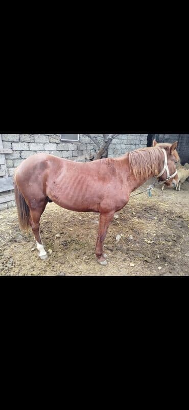 satılan atlar: Erkək, il: 3 — 3