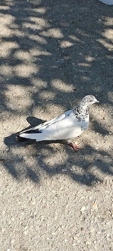 bulbul quşu: Öz göyərçinlərimdi. hər gün uçurduram, balaların almışam deyə say — 2