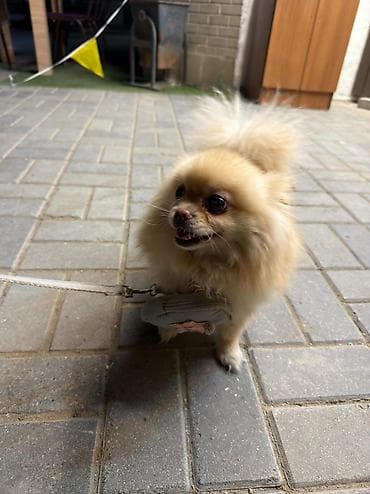 kanı kors: 🐶 Satılır – Çox Şirin Dişi Pomeranian (Spitz) 🐶 2 yaşlı, dişi, çox — 7