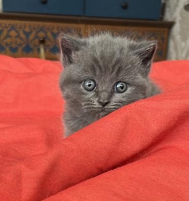 1 azn pişik: Britan, Erkək, Dişi, Yaxşı əllərə, Ünvandan götürmə — 2