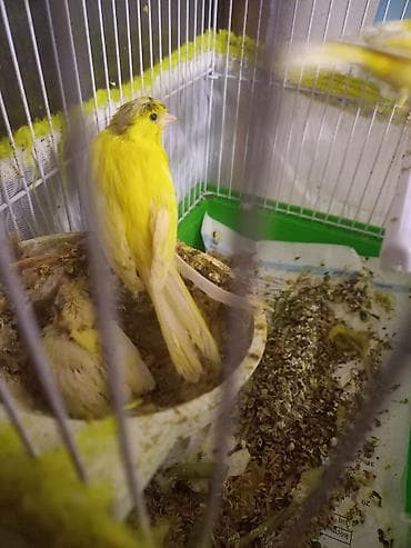 Qefez qarışıq cüt 1 balayla birce - Növ: Kanareyka (sarı rəng