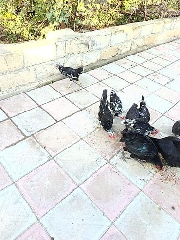 satılan atlar: Toyuq, Australorp, Damazlıq, Ünvandan götürmə, Ödənişli çatdırılma — 3