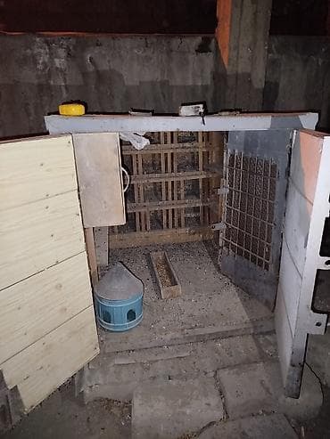 mayali yumurta satisi: Göyərçin hini — 6