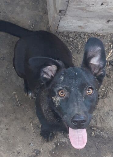 afcarka itleri qiymeti: Zvonok, 3 ay, Erkek, Peyvəndli, Ünvandan götürmə — 2