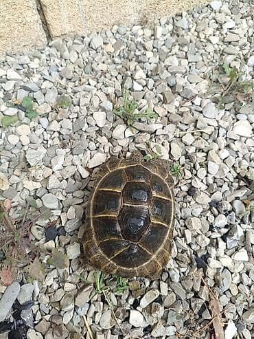 lama: UMUMI QIYMETDIR!!! Araliq deniz Tisbagalari 🇦🇿 Azərbaycan dili: 🐢 4 — 8