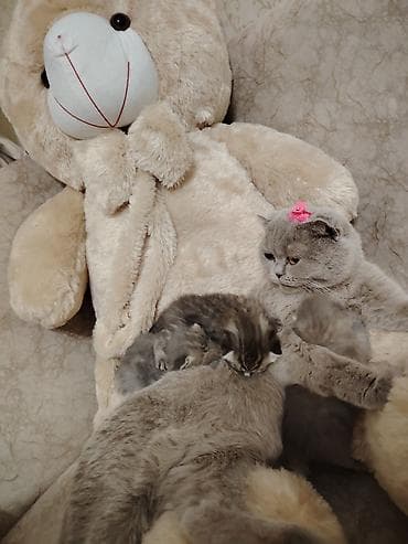 dovşan balaları: Şotland — 9