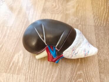 Tibbi geyim: Anatomik tədris modelləri paketi - Böyrək maketi: Real ölçüyə yaxın — 2