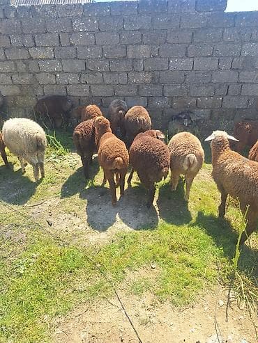 balaca quzu qiyməti: Qoyun-quzu sürüsü - Növ: Yerli ətlik-yunlu qoyunlar və quzular - Say — 2