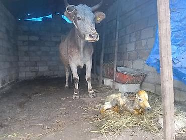 Süd inəyi – dana ilə birlikdə - Cins: yerli/sarımtıl-boz rəngli