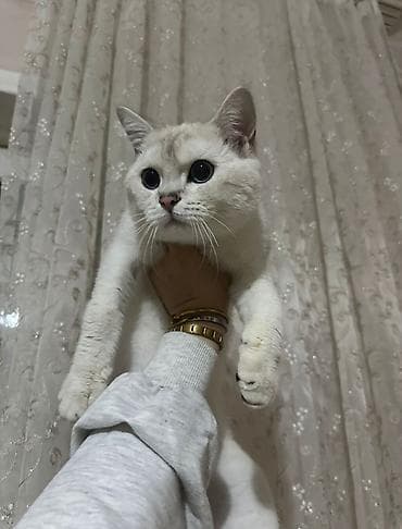 Digər heyvanlar: Şinşilla, Erkək — 2