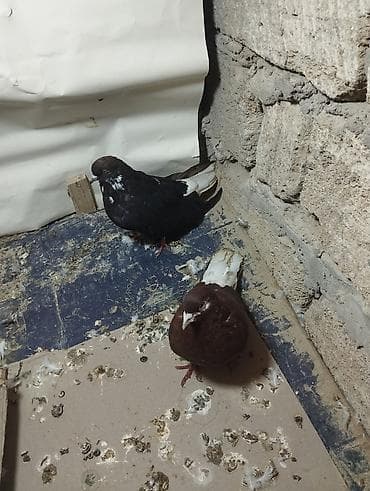 göyərçin pavlin: Cutu 30 Manat Terkidirem Deye heyvanlari satiram — 3