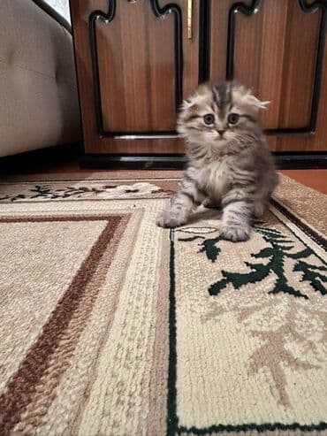 pişiy pulsuz: Şotland uzun tüklü, Erkək — 3