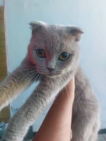 sfinks pişik: Şotland, Dişi — 2