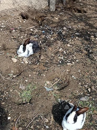 dovsan paltari: Ağ-qara rəngli rex tipli ev dovşanları - Cins: qarışıq yerli ət-yun — 3