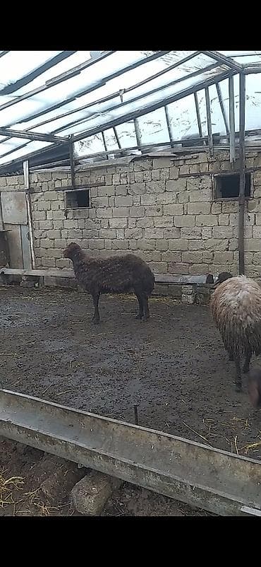 keçi satışı: 3 dənə qala qoçları satılır balacası 390 ən böyüyü 850 deyirəm alan — 3