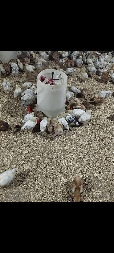 Птицы: Куриные цыплята, Для мяса — 2