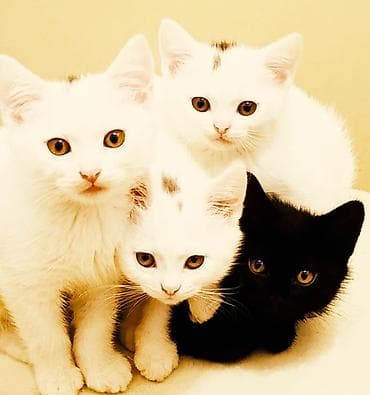 Şotland yastı qulaq, Yaxşı əllərə