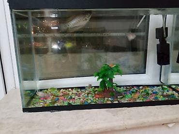 akvarım: Akvaryum dəsti – şüşə korpuslu, qapaqlı Xüsusiyyətlər: - Düzbucaqlı — 6
