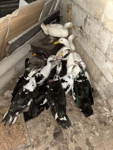 ordək cucəsi: LAL ÖRDƏK 18 pekin ördək 13 yaşıl baş 15 — 2