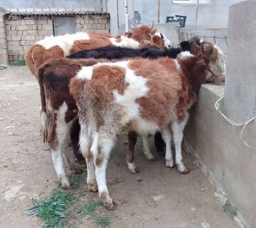 simmental ineklerin satisi: Dana, buzov, Dişi, Simental, ay: 4, 40 kq, Damazlıq — 3