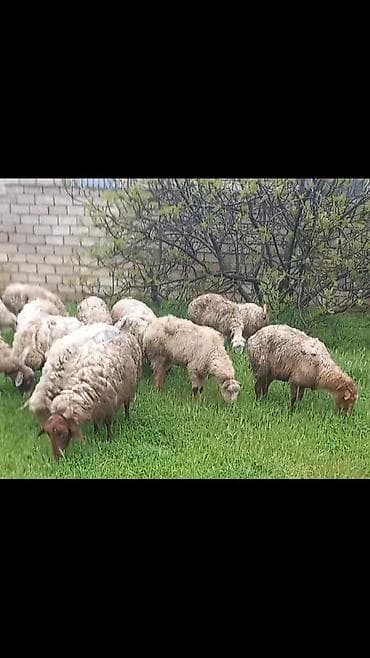 qoyunlar: Salam tam saglam 18 dene bogaz qoyun — 1
