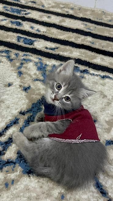 Şotland uzun tüklü