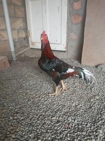 Xüsusiyyətlər: - Növlü xoruz (rəngarəng lələklər: qara-yaşıl parıltılı