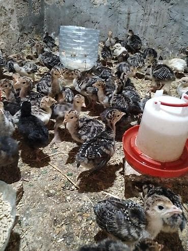 cucə yemi: 9 man -1 günluk,15 manata - 1 ayliq, 40man-3 ay yarim . Hinduskalar — 2