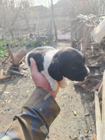 Аквариумы: Самка, Самовывоз — 3