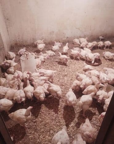 cücə: Toyuq cücələri, Ətlik — 1