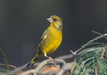bamiya toxumu: Məhsul: Yaşıl qırqovul quşu (European Greenfinch – Carduelis chloris) — 5