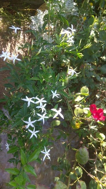 gul toxumlari: Həyət gülleri. 90növ çesid var! — 18