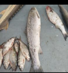 betta balığı: Hər növ dəniz balıqları mövcuddur balıq yağı qırmızı ikra qara ikra — 7