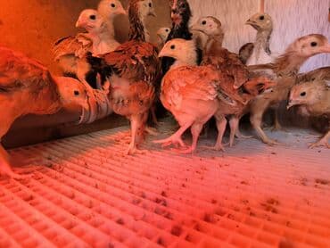 Digər heyvanlar: 1 aylıq tam sağlam çox aktiv kucinka cücələr satılır — 2