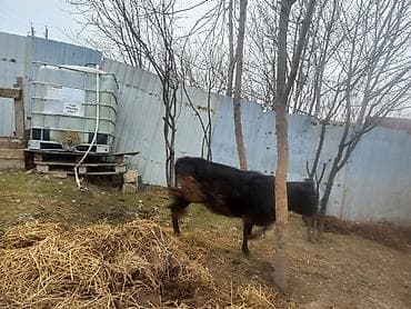 bildircin satisi: Qara rəngli Danq satilir Disidir razilasmaq olar - Növ: mal-qara — 3