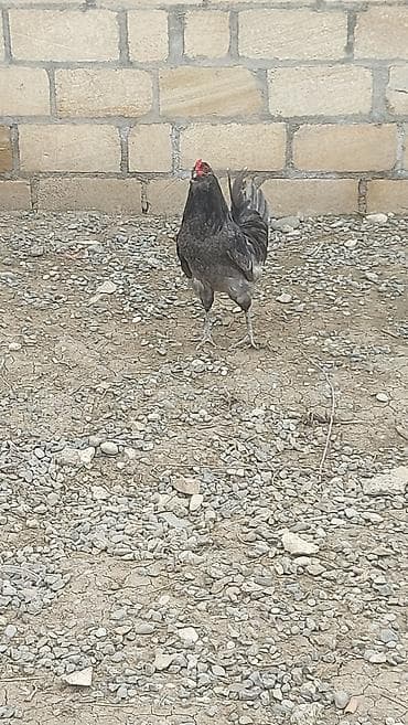 Salam. Amerikanın xoruz və fərəsi satılır. dekorativ quşlardır