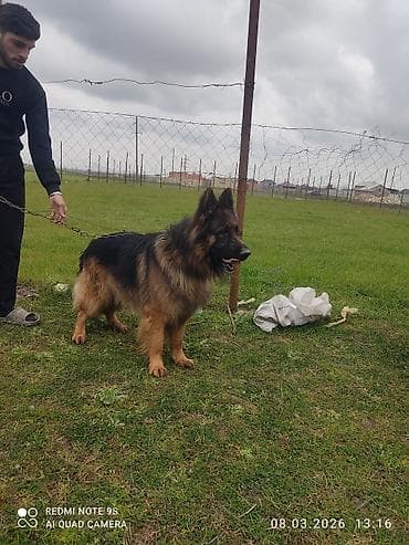 haski balalari satilir: Alman çoban iti, Erkek — 3