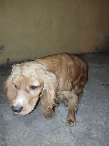 lelekli heyvanlar: Koker spaniyel, 10 ay, Dişi, Ünvandan götürmə — 1