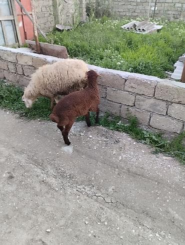 tap az heyvanlar: Qoyun və quzu dəsti cavan yeyimcil qoylundu 1ci qarındı quzu 1ay — 1