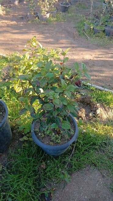 kalla bitkisi haqqinda melumat: Kalina gülləri — 4