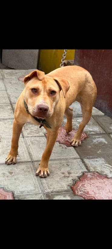 pitbul itlər: Питбуль, 8 месяцев, Самка — 1