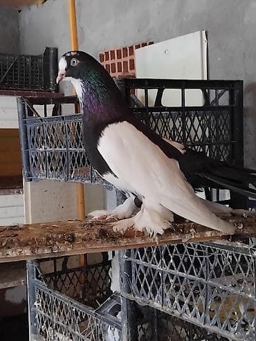 əbabil quşu: 1 cüt start 3 cütdə delfin hər birinin cütü 35 manat saglam — 2