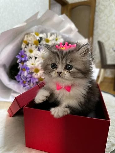 quru corek: Gümüş rəngli, uzun tüklü balaca pişik balası - Cins: uzun tüklü — 7