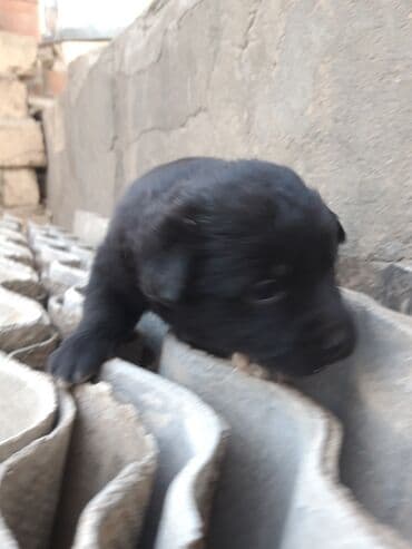 avçarka itləri: Zvonok, Dişi, Peyvəndli — 5