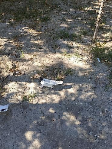 Salam Qarabaş erkəydi 2 dənə. Pay verilib, özümüzdə 3 cüt var deyə