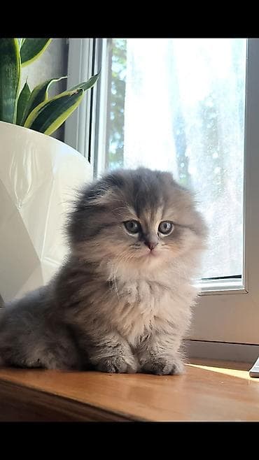 Şotland uzun tüklü